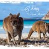 G'Day From Australia Postcard Kangaroos in Lucky Bay...