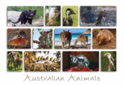 Australian Animals Postcard