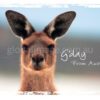 G'Day From Australia, Kangaroo