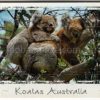 Koalas Australia Jigsaw-Card.  This Koala has a Baby on her back.
