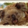 G'Day from Australia Koala Jigsaw Card