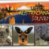 This Metal backed Magnet has Images of a Kangaroo, Koala and Emu in their Environment.