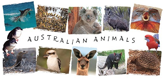 Australian Animals Postcard - Australiana Souvenirs