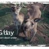 G'Day From Australia Kangaroo Postcard Size: 100x140mm.
