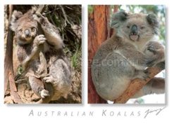Australian Koala Postcard